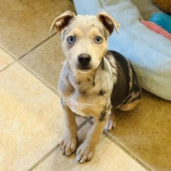 BLUEY -  Catahoula Leopard Dog Dog for Adoption in San Antonio, Texas - BLUEY | PetCurious