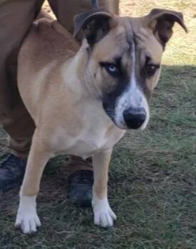 Husky and Mixed Breed Dogs Available for Adoption in West Memphis, Arkansas - Gangster | PetCurious