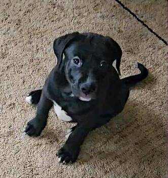 Rescue Labrador Retriever Dogs for Adoption in Marion, North Carolina - Jake | PetCurious