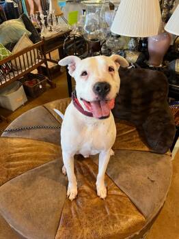 Rescue Boxer and Bull Terrier Dogs for Adoption in Tulsa, Oklahoma - Diesel | PetCurious