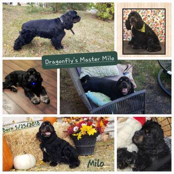 Rescue Cocker Spaniel Dogs for Adoption in Parker, Colorado - Milo Dragonfly 25114 | PetCurious