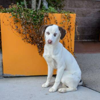 Husky and Poodle Dogs Available for Adoption in Hamilton Township, New Jersey - BLANCA | PetCurious
