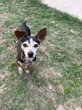 Chihuahua and Dachshund Dogs Available for Adoption in Richmond, Texas - Winifred | PetCurious