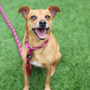 Bingo -  Chihuahua and Mixed Breed Dog for Adoption in Atlanta, Georgia - Bingo | PetCurious