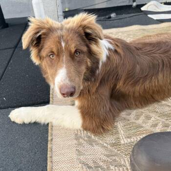 Australian Shepherd Dogs Available for Adoption in New York, New York - Beacon | PetCurious