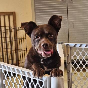 Rescue Pit Bull Terrier and Chihuahua Dogs for Adoption in Midland, Texas - Connie | PetCurious