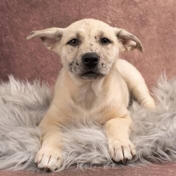 Mixed Breed Dogs Available for Adoption in Smyrna, Georgia - Leighton | PetCurious