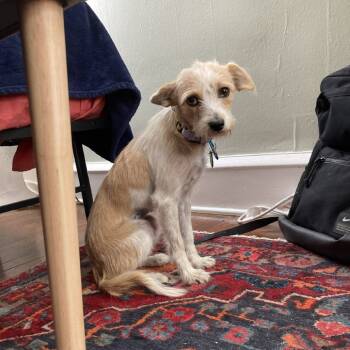 Rescue Terrier Dogs for Adoption in New York, New York - Nana | PetCurious