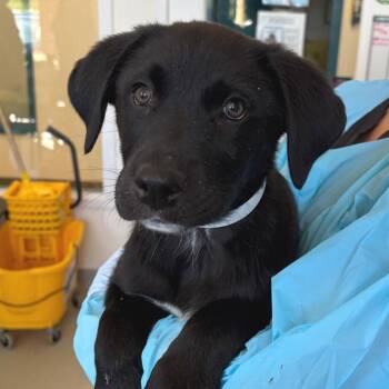 Shepherd and Mixed Breed Dogs Available for Adoption in Nashville, Tennessee - Banshee | PetCurious