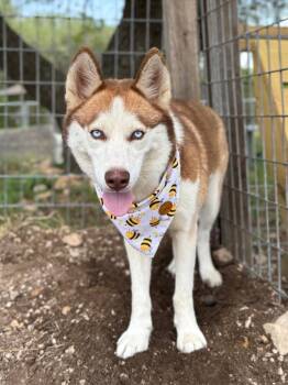 Siberian Husky Dogs Available for Adoption - Nova (Sophie) | PetCurious