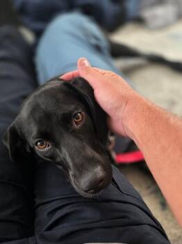 Piper -  Labrador Retriever and Hound Dog for Adoption in Carrollton, Virginia - Piper | PetCurious