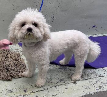 Maltese and Poodle Dogs Available for Adoption in Houston, Texas - HAZEL | PetCurious