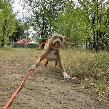 Cali -  Pit Bull Terrier and Mixed Breed Dog for Adoption in Kanab, Utah - Cali | PetCurious