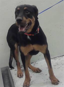 A2081191 -  Rottweiler and Mixed Breed Dog for Adoption in Houston, Texas - A2081191 | PetCurious