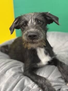 Rescue Terrier and Mixed Breed Dogs for Adoption in Houston, Texas - Bucky | PetCurious