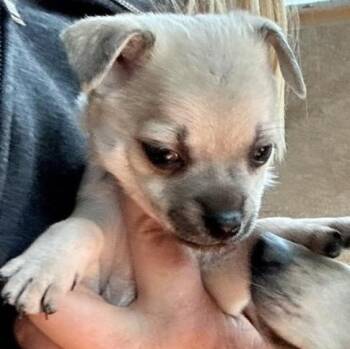 Chihuahua Dogs Available for Adoption - Lindy | PetCurious