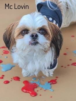 Shih Tzu Dogs Available for Adoption - Mc Lovin | PetCurious