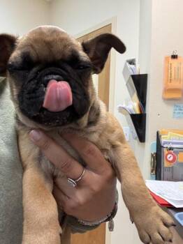Stephen C -  French Bulldog Dog for Adoption in Kennewick, Washington - Stephen C | PetCurious