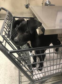 Labrador Retriever and Mixed Breed Dogs Available for Adoption in Conroe, Texas - MIEKA | PetCurious
