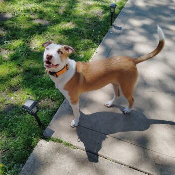 Leonardo -  Pit Bull Terrier and Mixed Breed Dog for Adoption in Tulsa, Oklahoma - Leonardo | PetCurious