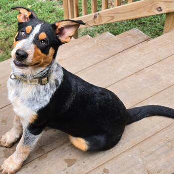 Rescue Cattle Dog and Mixed Breed Dogs for Adoption - Charlie | PetCurious