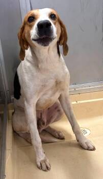 Humpy -  Treeing Walker Coonhound Dog for Adoption in Burgaw, North Carolina - Humpy | PetCurious