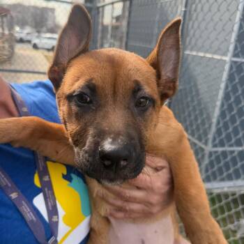 Maitake -  Shepherd and Mixed Breed Dog for Adoption - Maitake | PetCurious