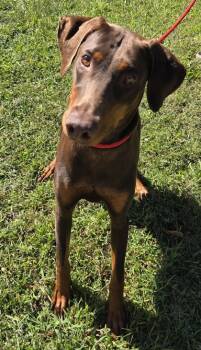 Rescue Doberman Pinscher Dogs for Adoption in Malvern, Pennsylvania - Bonnie | PetCurious