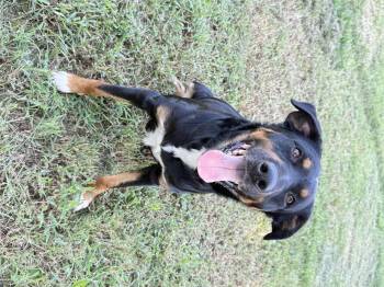 Rescue Rottweiler Dogs for Adoption in Prague, Oklahoma - Bane | PetCurious
