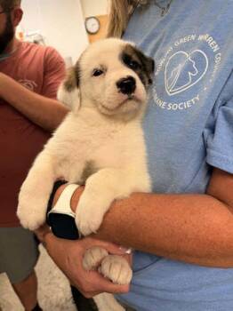 German Shepherd Dog and Great Pyrenees Dogs Available for Adoption in Bowling Green, Kentucky - Iris | PetCurious
