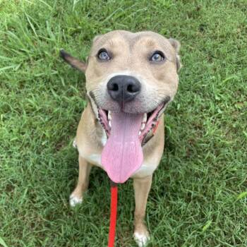 Dodger -  Mixed Breed Dog for Adoption in Chattanooga, Tennessee - Dodger | PetCurious