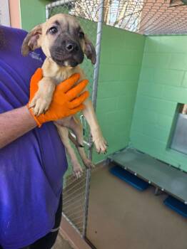 Black Mouth Cur Dogs Available for Adoption - Toaster | PetCurious