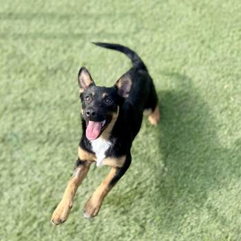 German Shepherd Dog and Terrier Dogs Available for Adoption in Amarillo, Texas - Sammie | PetCurious