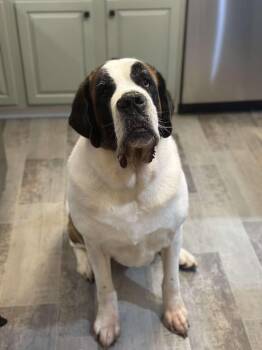 Rescue Saint Bernard Dogs for Adoption in Westminster, Maryland - Bonnie Rae | PetCurious