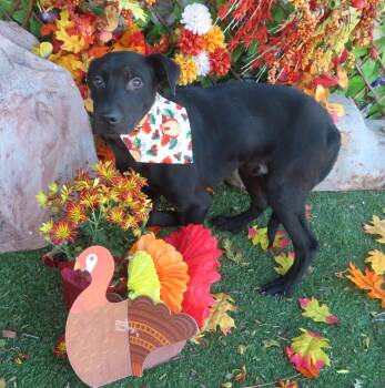 Rescue Black Labrador Retriever Dogs for Adoption in Oklahoma City, Oklahoma - KEYONTE 463536 SuperDuperPUP! | PetCurious