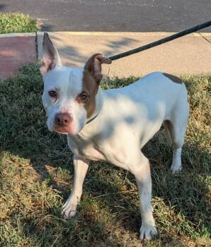 Rescue Pit Bull Terrier Dogs for Adoption in Osage Beach, Missouri - Trooper | PetCurious