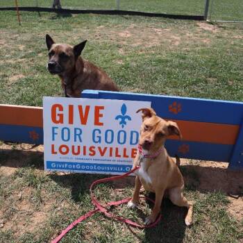 Alamo - Trained Puppy -  Jack Russell Terrier Dog for Adoption in Goshen, Kentucky - Alamo - Trained Puppy | PetCurious
