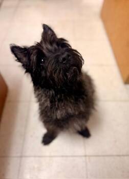 Cairn Terrier Dogs Available for Adoption - ASHER | PetCurious