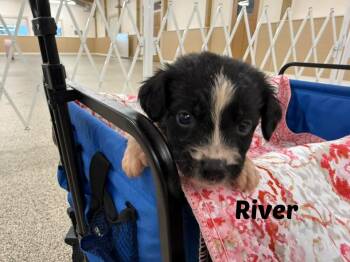 Rescue Border Collie and Labrador Retriever Dogs for Adoption in Seymour, Indiana - River | PetCurious