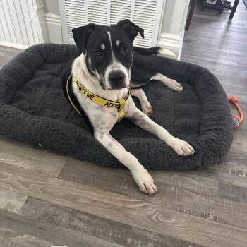 Angus -  Mixed Breed Dog for Adoption in Galveston, Texas - Angus | PetCurious