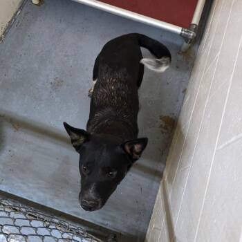 Hank -  Australian Cattle Dog Blue Heeler and Mixed Breed Dog for Adoption in Duncan, Oklahoma - Hank | PetCurious