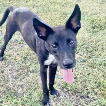 Jett -  Cattle Dog and Rat Terrier Dog for Adoption in Austin, Texas - Jett | PetCurious