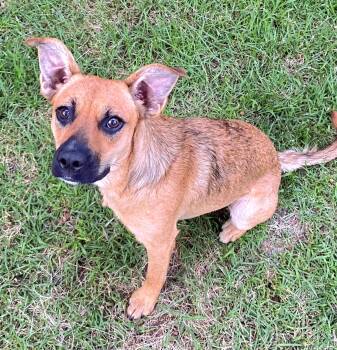 ELLIE -  Cairn Terrier and Carolina Dog Dog for Adoption in Pelzer, South Carolina - ELLIE | PetCurious