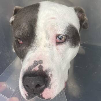 Zizi Suzy -  Pit Bull Terrier Dog for Adoption in Austin, Texas - Zizi Suzy | PetCurious