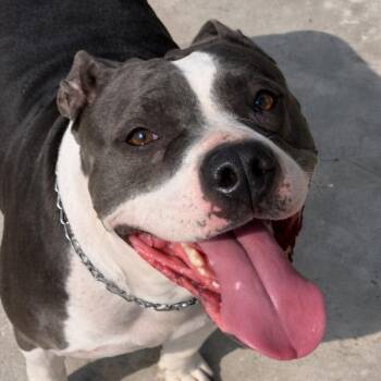American Staffordshire Terrier Dogs Available for Adoption - Leila - Adopt Me! | PetCurious
