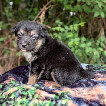Marlin 06-1621 -  Australian Shepherd and Australian Cattle Dog Blue Heeler Dog for Adoption in Tyrone, Georgia - Marlin 06-1621 | PetCurious