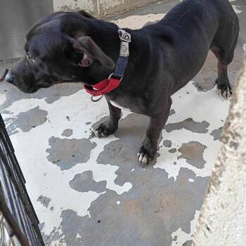 Shorty G -  Dachshund and Pit Bull Terrier Dog for Adoption in Edinburg, Texas - Shorty G | PetCurious