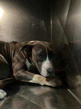 Mixed Breed Dogs Available for Adoption - LITTLE GIRL | PetCurious