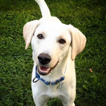 Pistachio -  Labrador Retriever Dog for Adoption in Wappingers Falls, New York - Pistachio | PetCurious