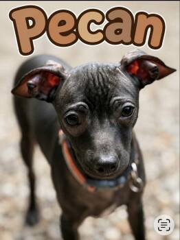 Pecan -  Chihuahua Dog for Adoption in Wadsworth, Ohio - Pecan | PetCurious